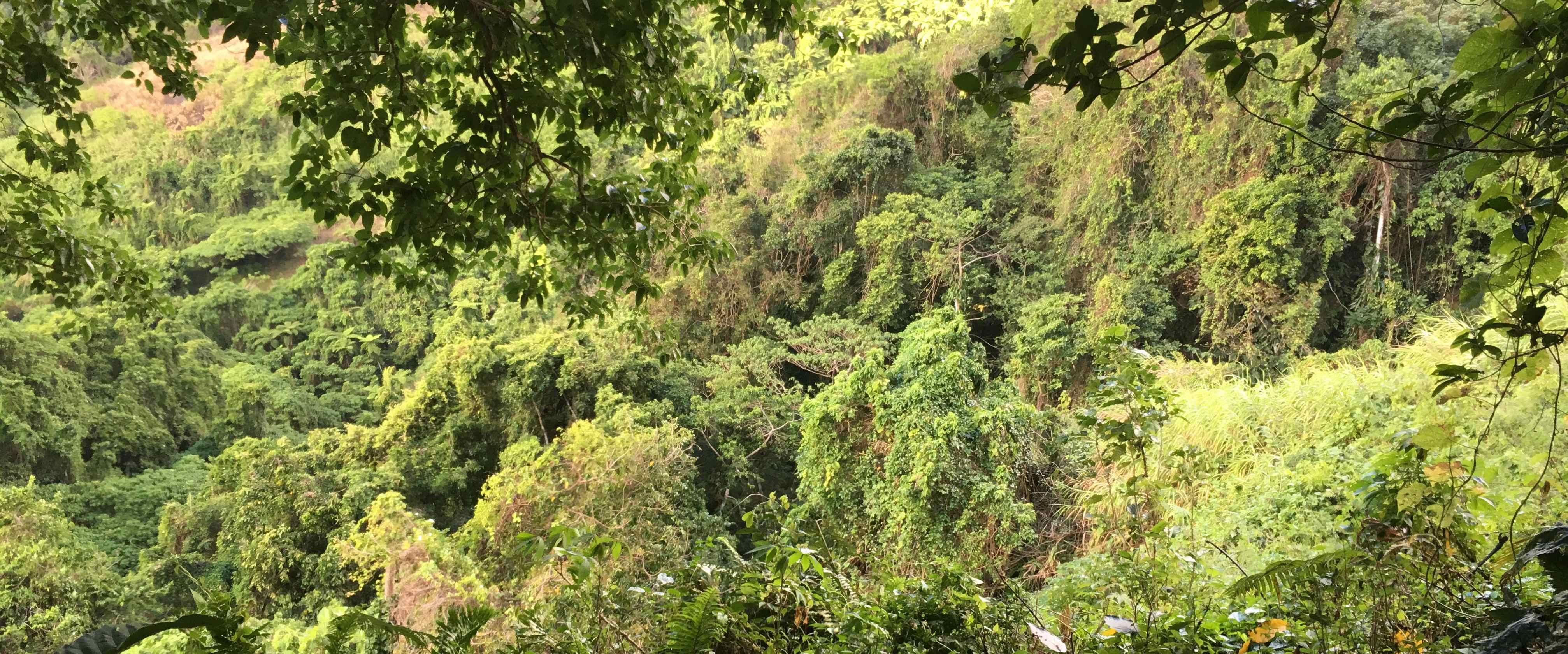 Nabasovi Rain Forest